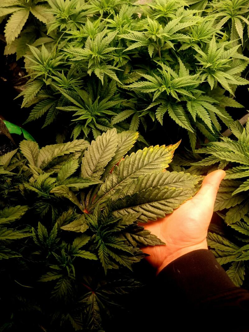 Nori Cake, Фасовка: 3, изображение 2